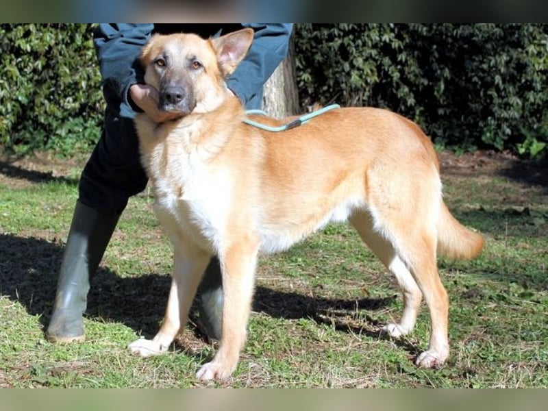 Oddy - Der "Seltsame" mit den Bernsteinaugen