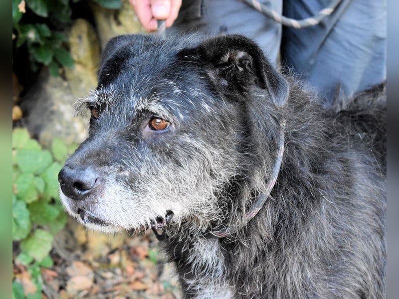 Baldovino - Lieber, großer Kerl fragt: Darf ich zu Dir?