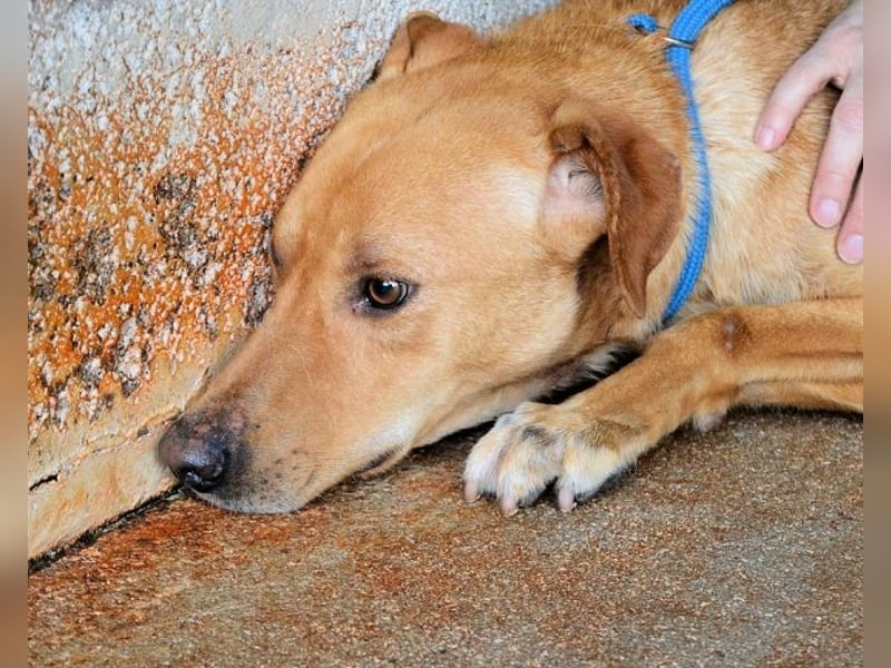 Magee - Lass die Hoffnung siegen