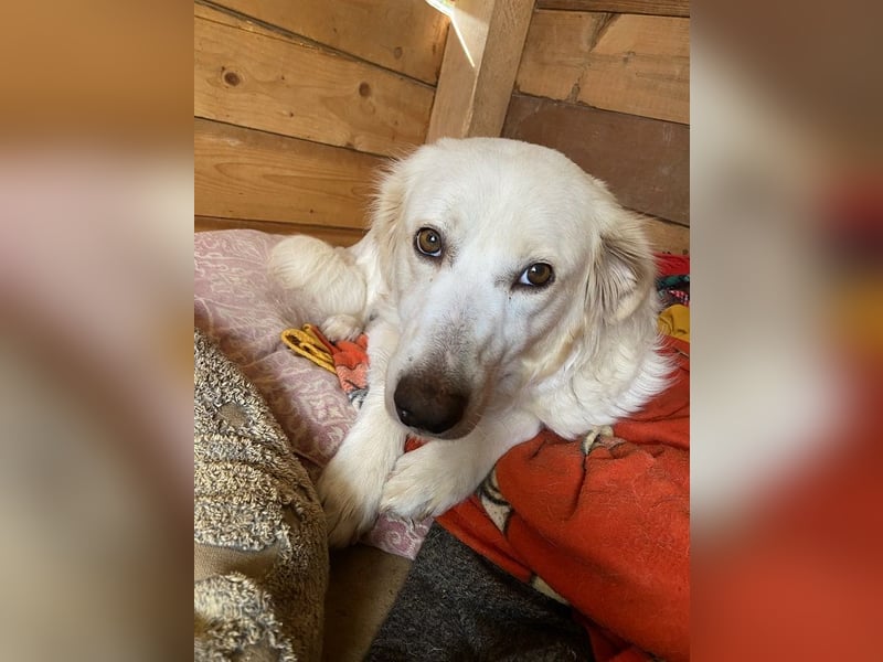 Idylle - Sanfte Hündin sucht Lieblingsmenschen