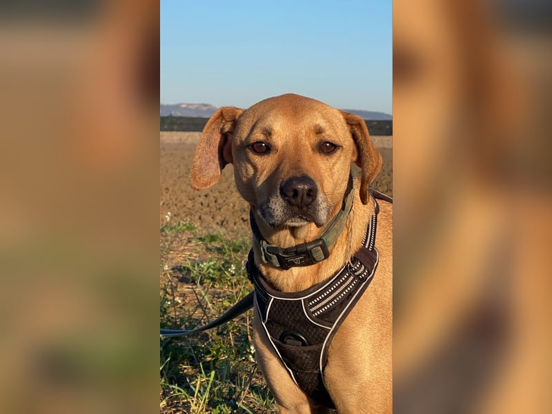 Jasper - Warten auf den einen Menschen