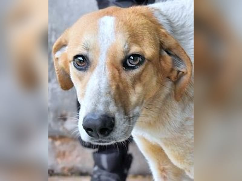 Molletta - Junghündin sucht Anschluss mit Streicheleinheiten