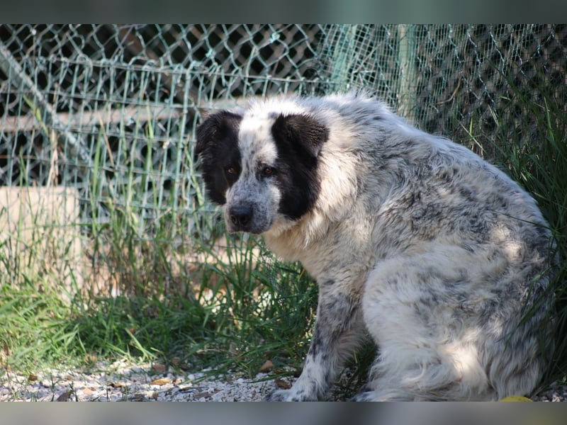 Giulietta - manche Seelen brauchen einfach etwas länger