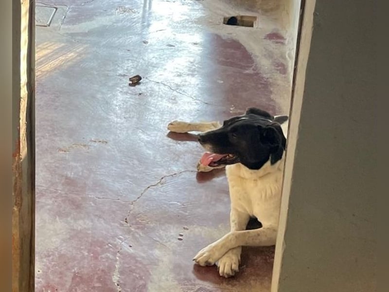 Phönix - Wege aus der Vergangenheit