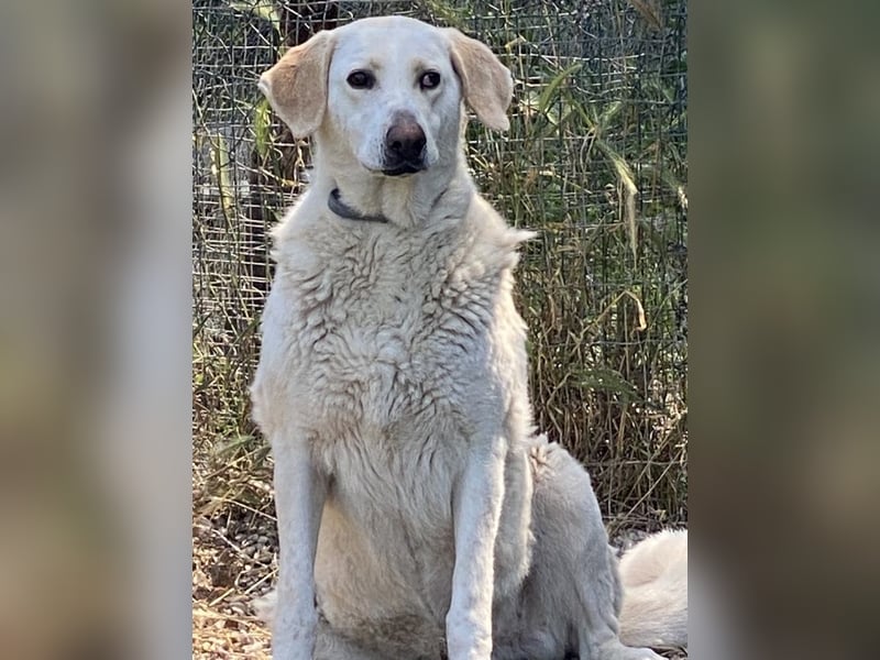 Patty - Vorsichtig auf den Pfoten, groß im Herzen