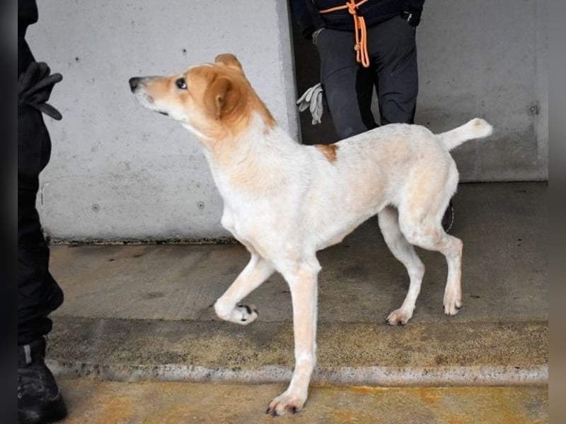 Molletta - Junghündin sucht Anschluss mit Streicheleinheiten