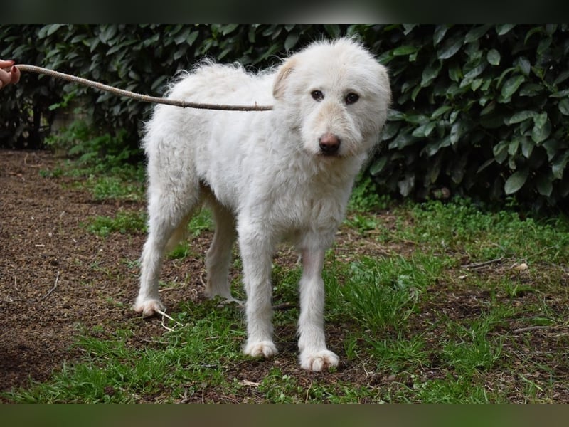 Lynnette - Power-Hündin sucht sportliches Zuhause