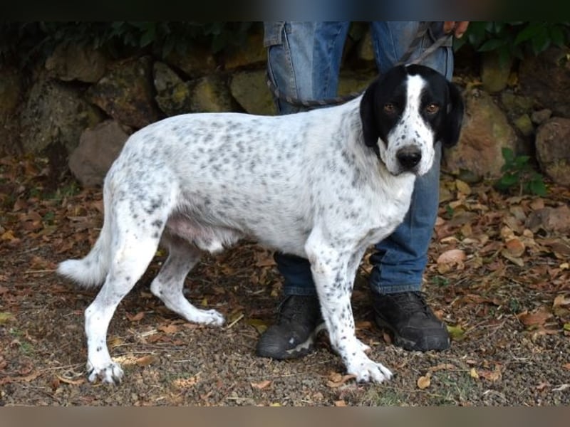 Demetrius - Sensibler Hund in großer Not