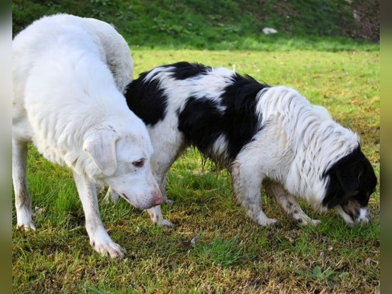 Collin - Wer Vertrauen hat, erlebt jeden Tag Wunder