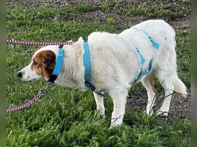 Elpidius - Ein Ziel ohne Plan bleibt nur ein Wunsch