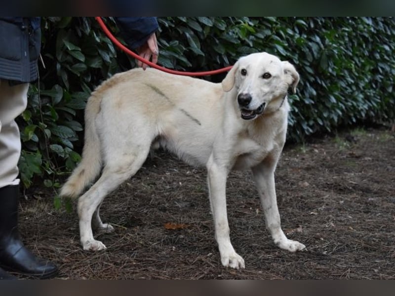Popeye - Auf zögerlichen Pfoten ins Glück