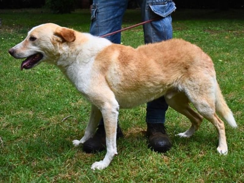 Saphir - träumt von einem Zuhause...