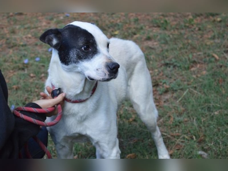 Camellia - sucht ihr Zuhause