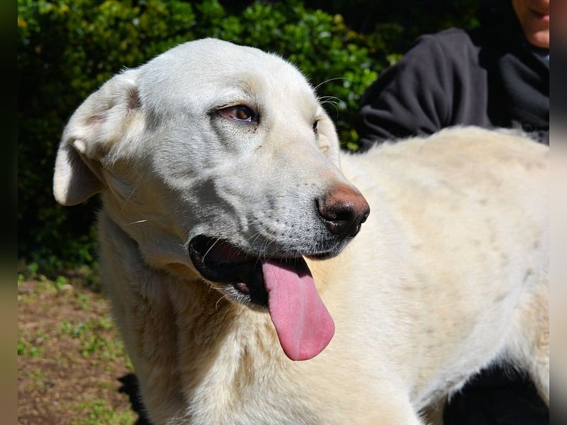 Scoutie - Ein riesiges Missverständnis!