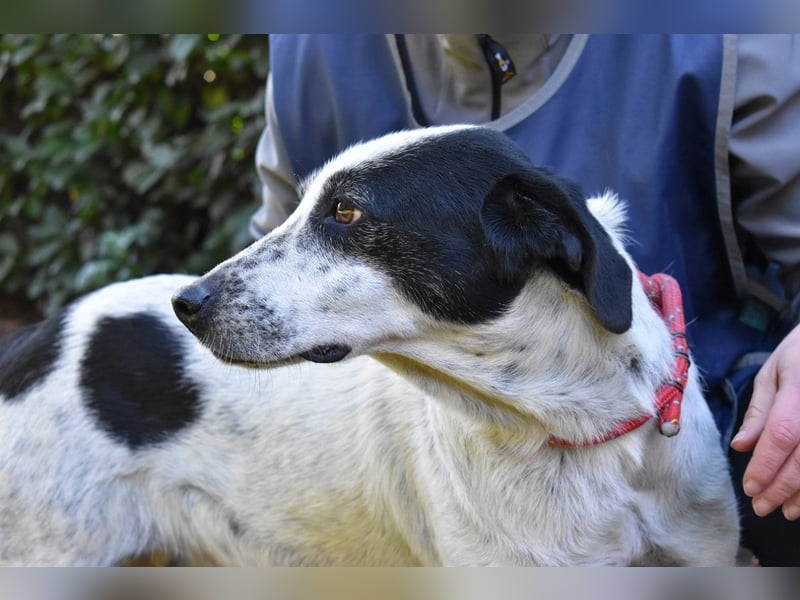 Kileo - ...Sternenstaub, wo bist du?