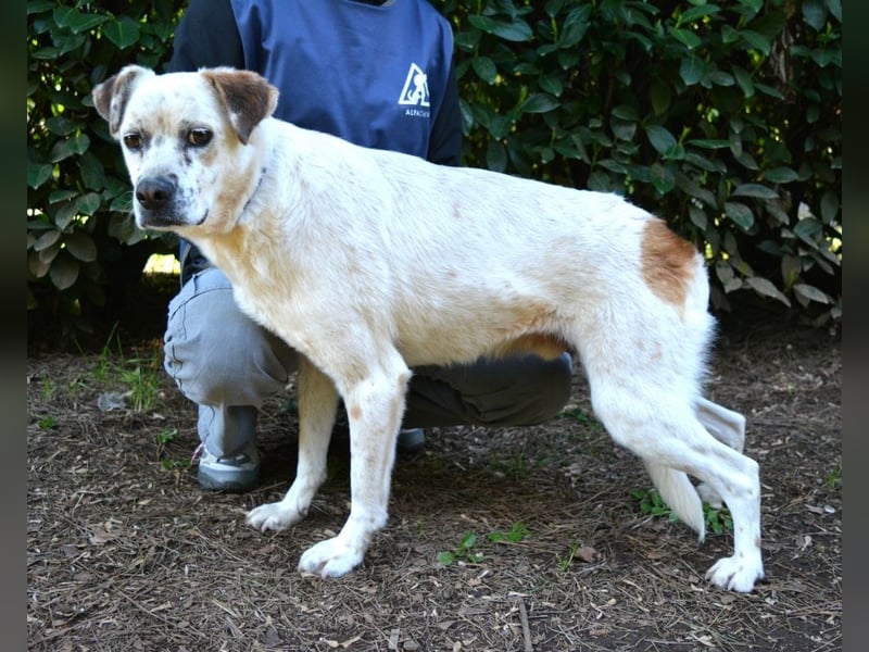 Jedd - Liebe auf den zweiten Stern