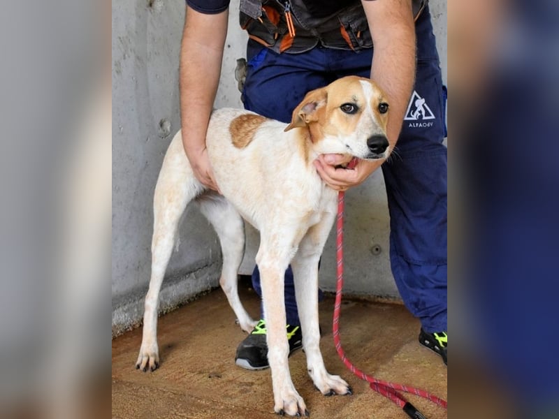 Molletta - Junghündin sucht Anschluss mit Streicheleinheiten