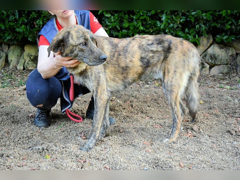 Ulick - hat alles verloren