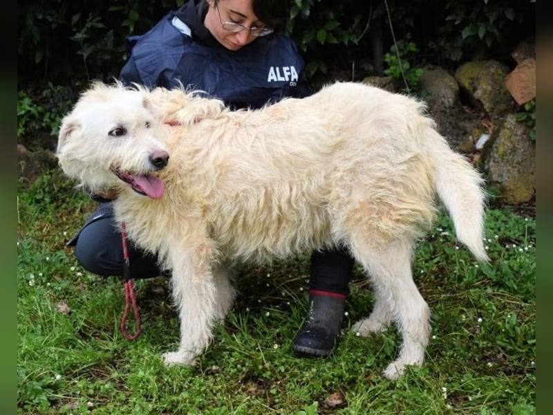 Gatsby - Der große Gatsby sucht seine Daisy
