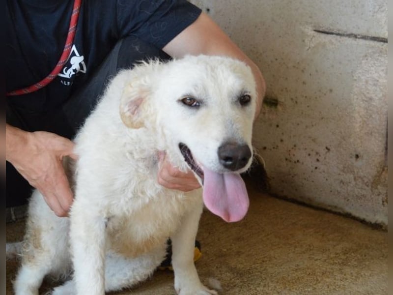 Adryelle - Lebensfreude auf vier Pfoten