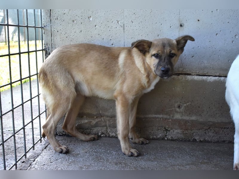 Quarven - Kleiner Hundejunge, was nun?