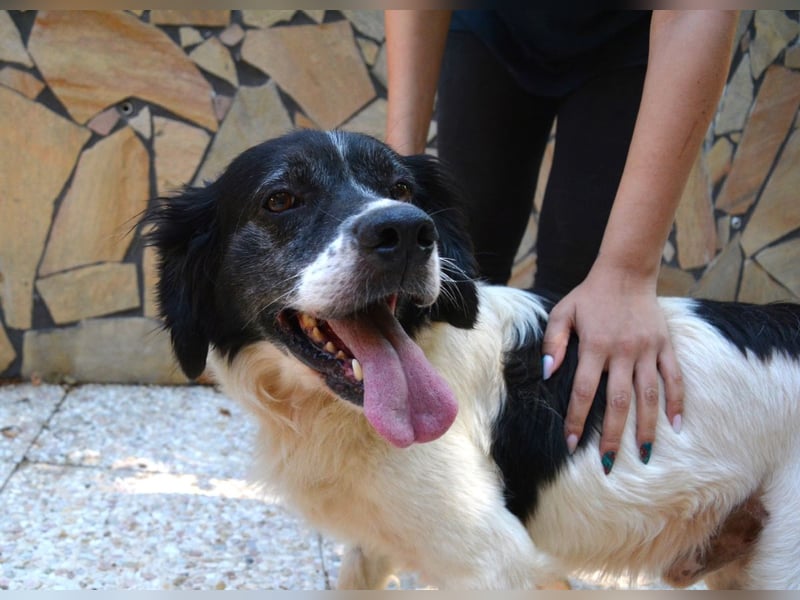 Alarico - Sanfter Gefährte mit gutem Herzen