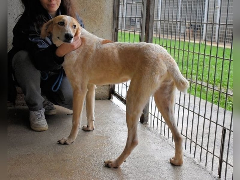 Molletta - Junghündin sucht Anschluss mit Streicheleinheiten