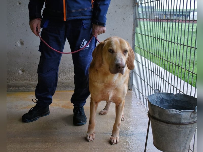 Dioneo - NOTFALL - Zeit heilt hier nichts