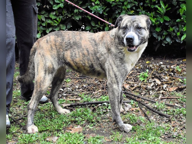 Fionella - Tigerchen sucht Familie