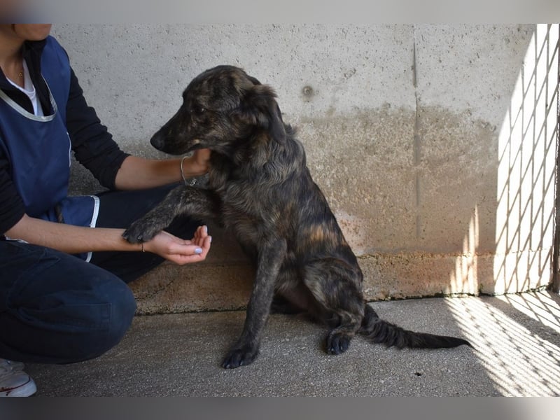 Nivara - Das Märchen von den fünf Schwestern