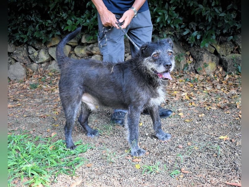 Baldovino - Lieber, großer Kerl fragt: Darf ich zu Dir?