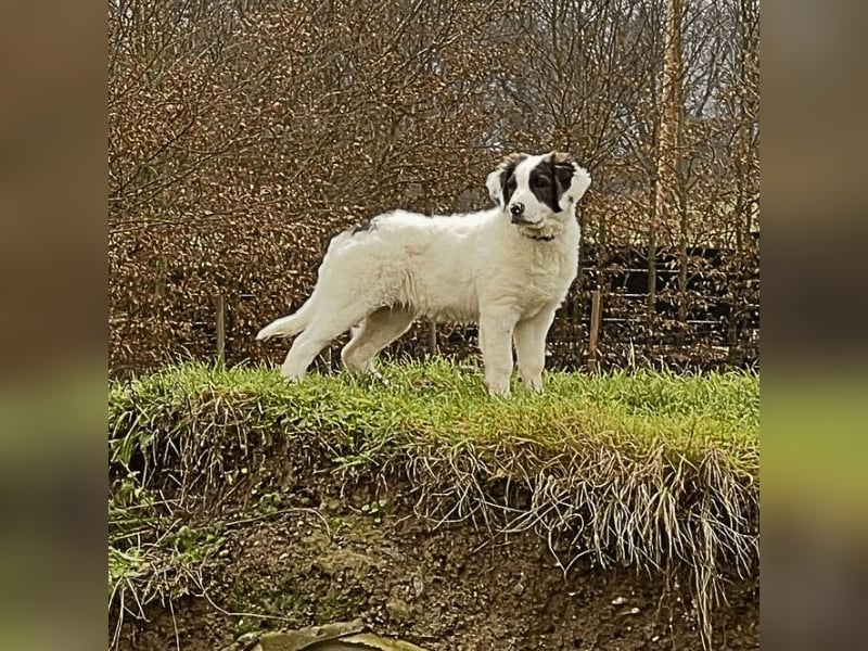 Ingo -  Neunmal werden wir noch wach...