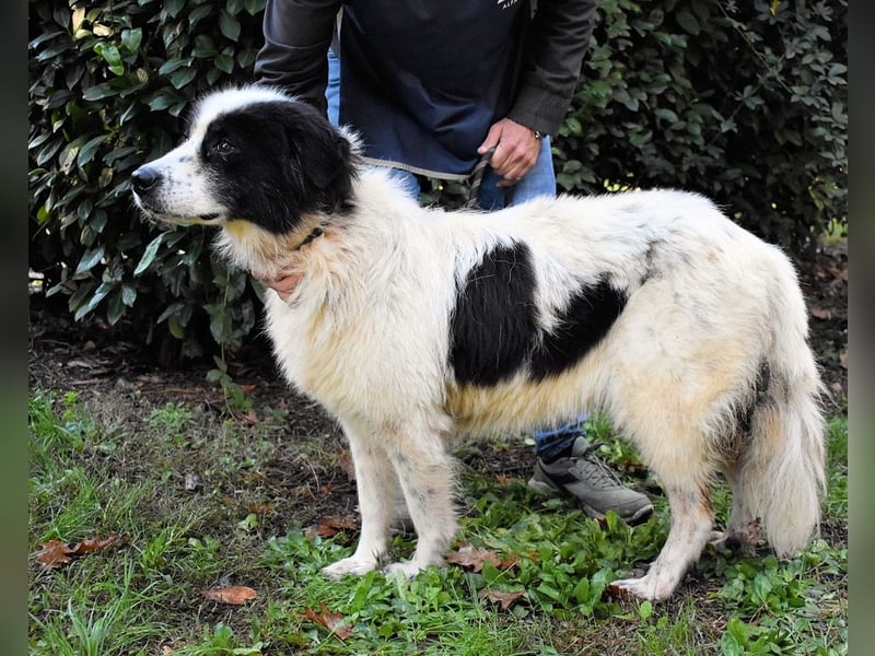 Puccie - unser liebes Mädchen...