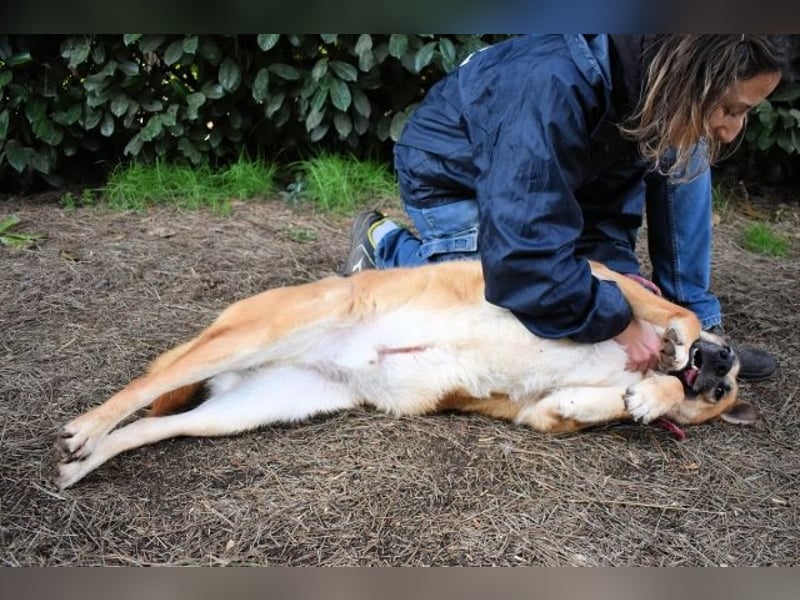 Oddy - Der "Seltsame" mit den Bernsteinaugen