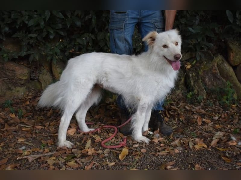 Roxanna - Die Ware Hund