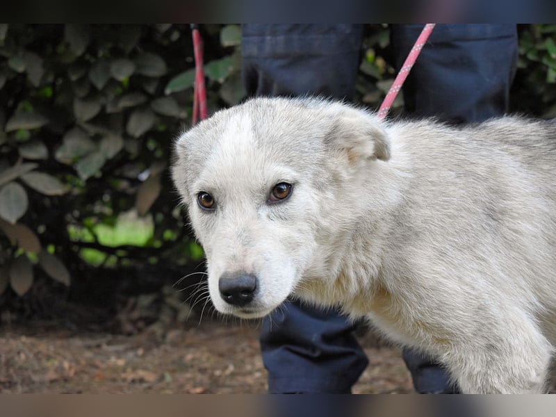 Kemyra - Ein "Wölfchen" sucht sein Rudel