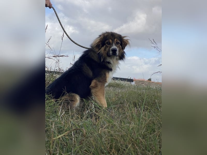 Leo - Leo, Du Löwe, schüttle Deine Mähne!