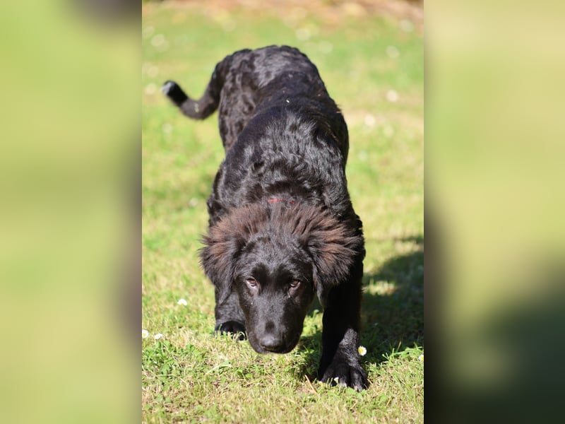 Thor - bereit für sein ganz persönliches Donnerwetter an Liebe