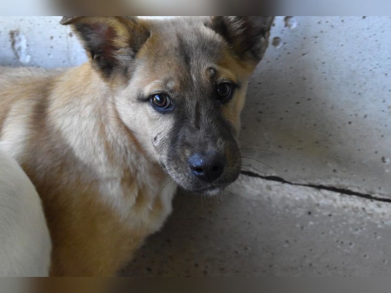 Quarven - Kleiner Hundejunge, was nun?