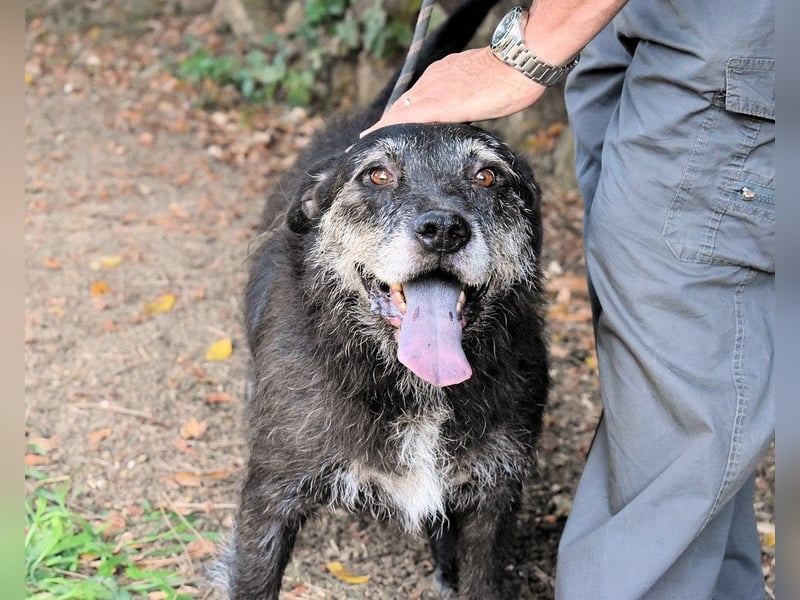 Baldovino - Lieber, großer Kerl fragt: Darf ich zu Dir?