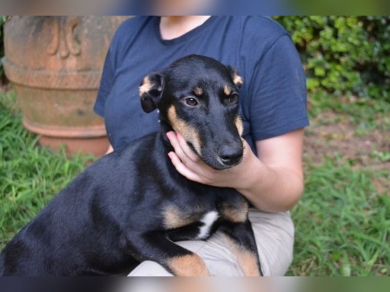 Drifa - vorsichtiges Hundemädchen auf der Suche nach Geborgenheit