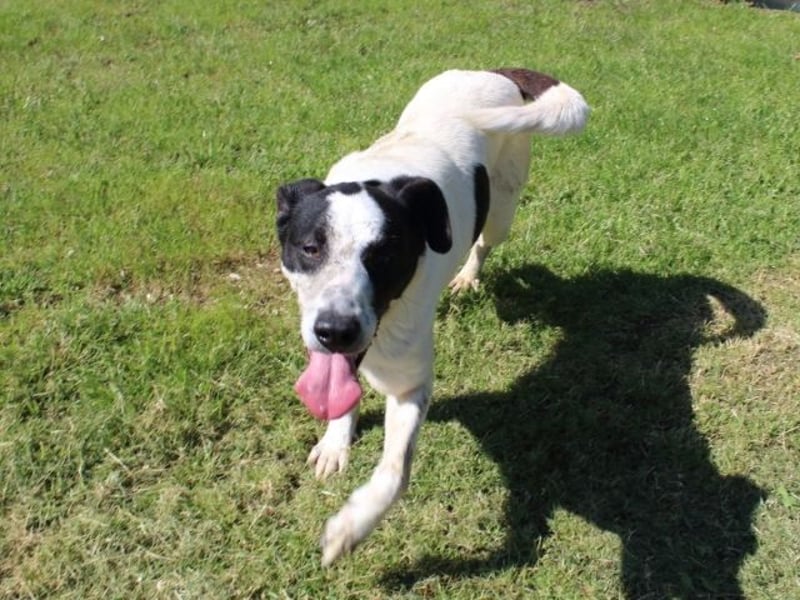 Florentino - Der hübscheste aller Batmans