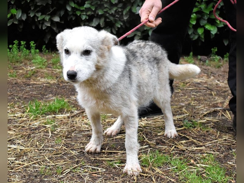 Kemyra - Ein "Wölfchen" sucht sein Rudel