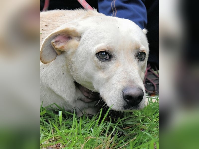 Hughie - macht ein Freundschaftsangebot