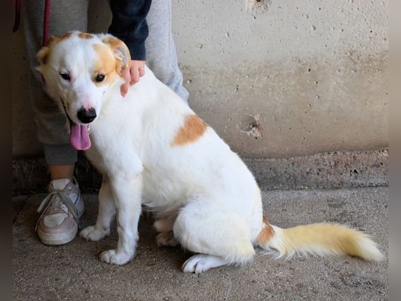 Virgilyo - Wo kommst du her, wo gehst du hin?