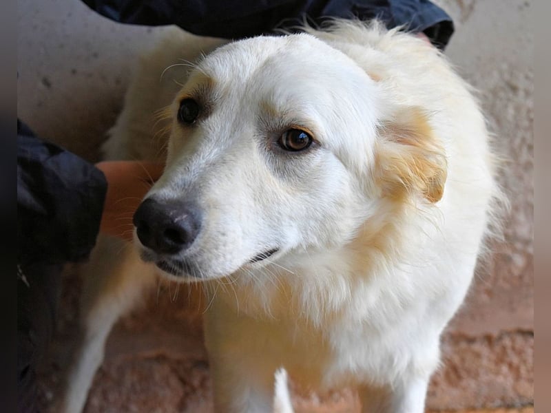 Sadye - Liebevolle Zuwendung....
