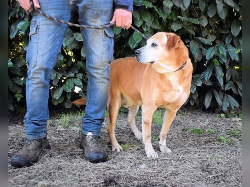 Rinaldo - Gold-Senior sucht dringend Zuhause