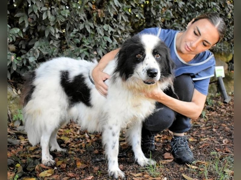 Puccie - unser liebes Mädchen...