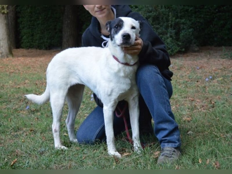 Camellia - sucht ihr Zuhause