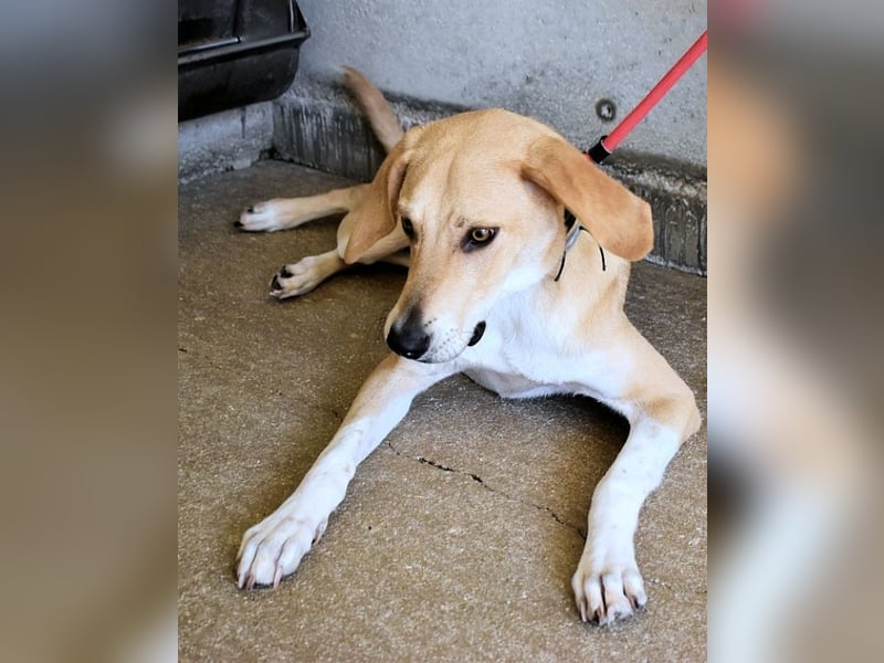 Wiper - Möchte die Welt im Sturm erobern